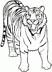 desenho colorir de tigre