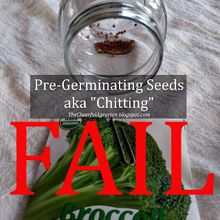 pregerminating chitting seed starting