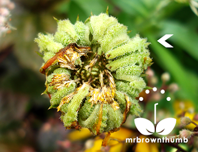 Calendula seed head, how to collect calendula seeds