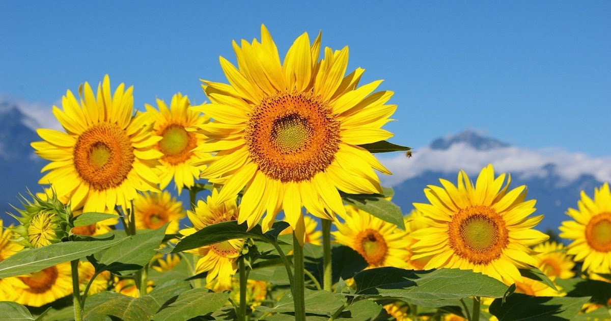Sunflower Seeds Have A High Nutritional Value And Are Abundant In Omega-6 Fatty Acids