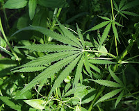 Medical Marijuana Legalized
