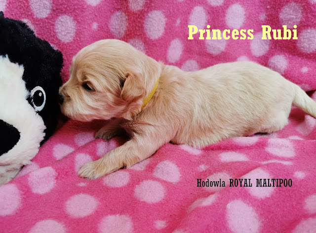 hodowla royal maltipoo