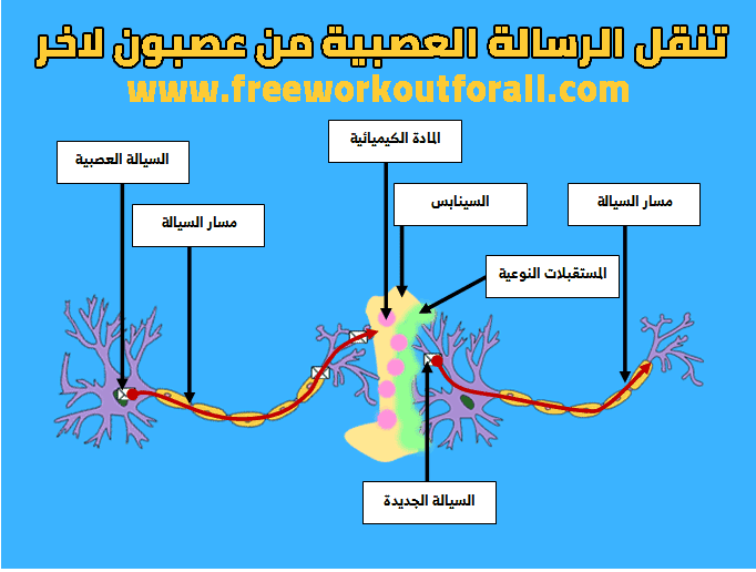 درس الجهاز العصبي البنيات العصبية