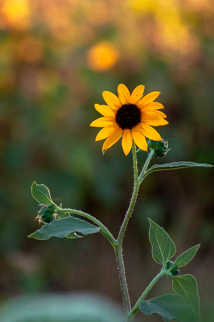 Davis, Summer, travel, flowers, farm, sunflowers, bees, yellow, California, art, photography, nature, outdoors, macro