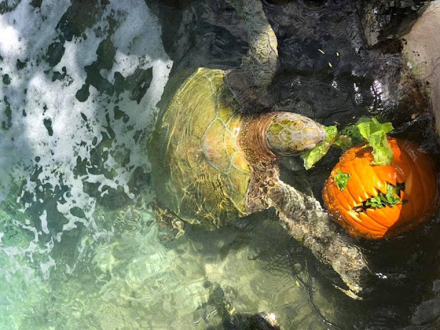 turtle eats pumpkin on Coral World