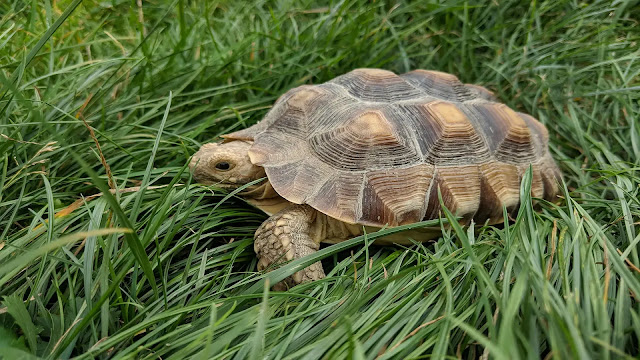 Sulcata Tortoise