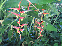 Honolulu Botanical Gardens
