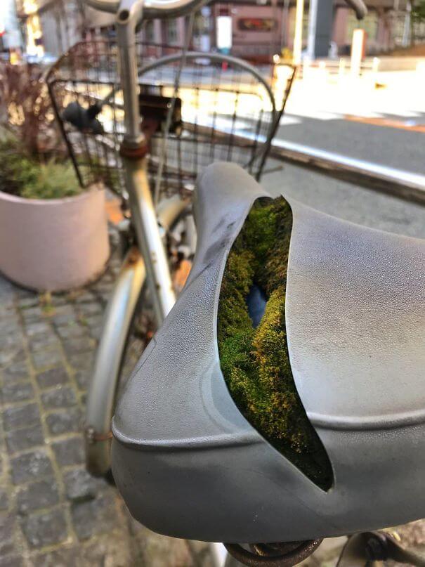 20 Pictures Prove That 'Accidental' Art Can Be Astonishing - This Colony Of Moss Growing Inside A Bike Seat