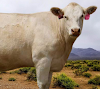 Charolais Cattle Disadvantages & Advantages