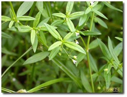  Row  Update Iklan Baris Bandung: Tanaman Obat Herbal : Rumput Mutiara