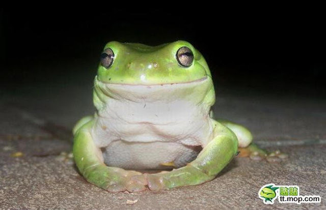 cute frog pictures, frog eats mouse, frogs eat snake, carnivorous frog