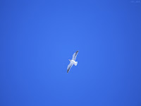 Bird in bluesky