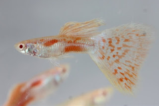 Jual Guppy Albino Red Grass,  Harga Guppy Albino Red Grass,  Toko Guppy Albino Red Grass,  Diskon Guppy Albino Red Grass,  Beli Guppy Albino Red Grass,  Review Guppy Albino Red Grass,  Promo Guppy Albino Red Grass,  Spesifikasi Guppy Albino Red Grass,  Guppy Albino Red Grass Murah,  Guppy Albino Red Grass Asli,  Guppy Albino Red Grass Original,  Guppy Albino Red Grass Jakarta,  Jenis Guppy Albino Red Grass,  Budidaya Guppy Albino Red Grass,  Peternak Guppy Albino Red Grass,  Cara Merawat Guppy Albino Red Grass,  Tips Merawat Guppy Albino Red Grass,  Bagaimana cara merawat Guppy Albino Red Grass,  Bagaimana mengobati Guppy Albino Red Grass,  Ciri-Ciri Hamil Guppy Albino Red Grass,  Kandang Guppy Albino Red Grass,  Ternak Guppy Albino Red Grass,  Makanan Guppy Albino Red Grass,  Guppy Albino Red Grass Termahal,  Adopsi Guppy Albino Red Grass,  Jual Cepat Guppy Albino Red Grass,  Kreatif Guppy Albino Red Grass,  Desain Guppy Albino Red Grass,  Order Guppy Albino Red Grass,  Kado Guppy Albino Red Grass,  Cara Buat Guppy Albino Red Grass,  Pesan Guppy Albino Red Grass,  Wisuda Guppy Albino Red Grass,  Ultah Guppy Albino Red Grass,  Nikah Guppy Albino Red Grass,  Wedding Guppy Albino Red Grass,  Flanel Guppy Albino Red Grass,  Special Guppy Albino Red Grass,  Suprise Guppy Albino Red Grass,  Anniversary Guppy Albino Red Grass,  Moment Guppy Albino Red Grass,  Istimewa  Guppy Albino Red Grass,  Kasih Sayang  Guppy Albino Red Grass,  Valentine  Guppy Albino Red Grass,  Tersayang Guppy Albino Red Grass,  Unik Guppy Albino Red Grass, 