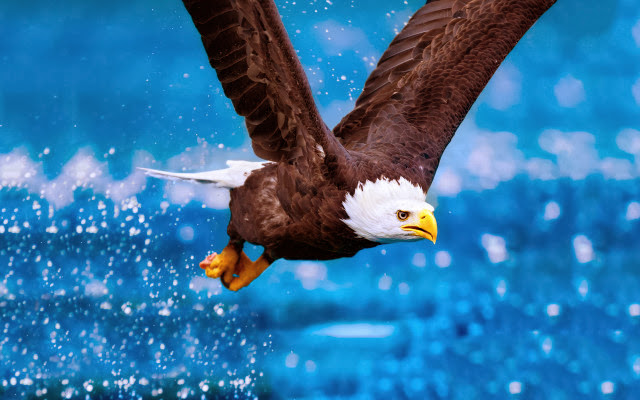 3D Flying Bald Eagle HD Wallpaper Free