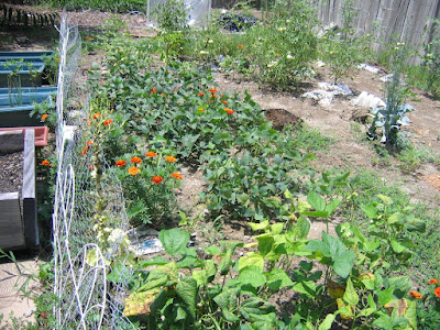 July 2008 - Beans and Marigolds