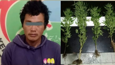 Tanam Ganja di Ladang, Warga Desa Kalang Simbara Diringkus Polisi.