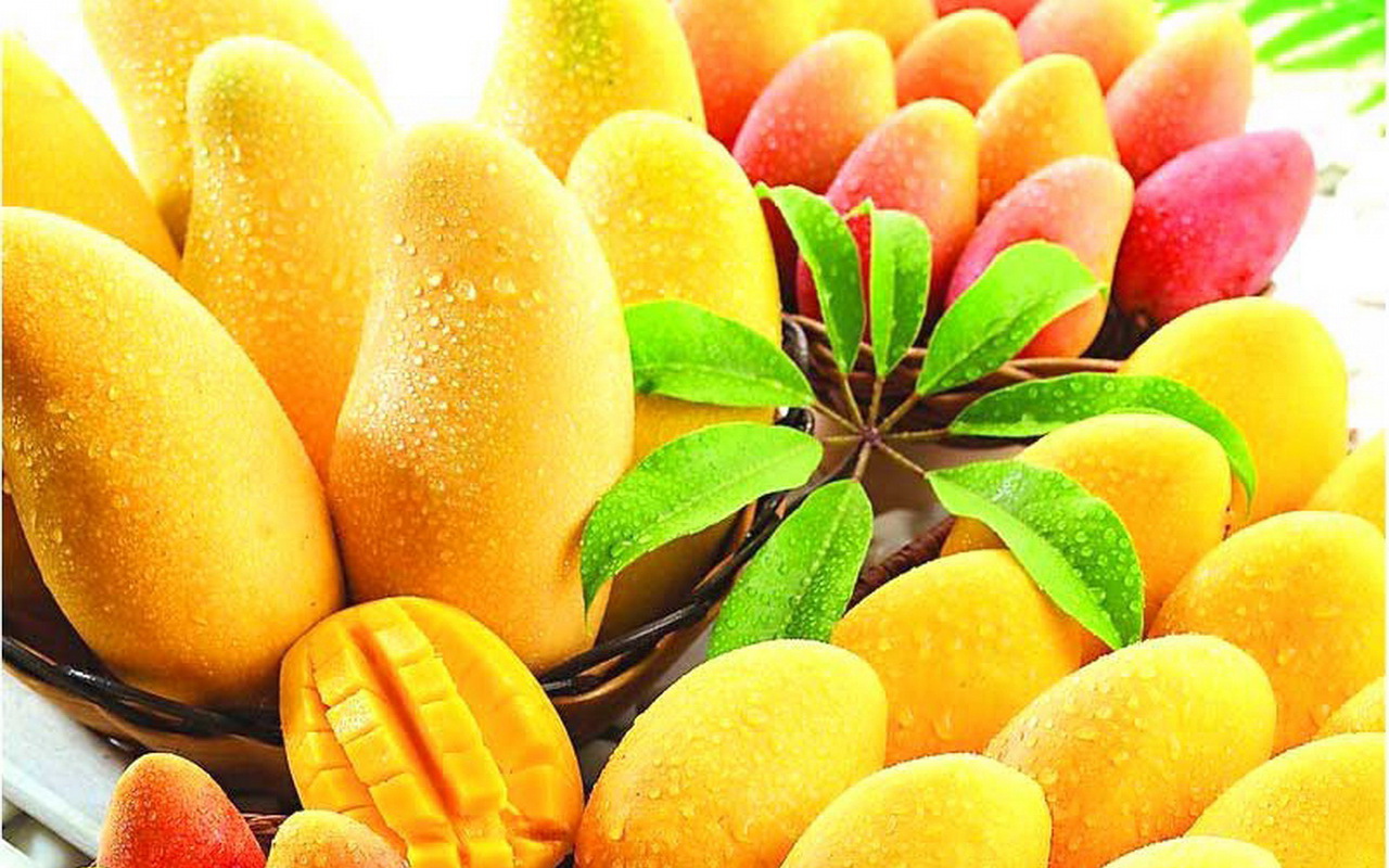 10 Jenis Buah Mangga Yang Terkenal Di Indonesia Mancanegara