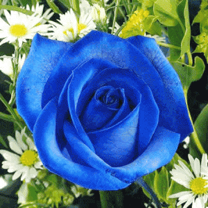 Koleksi Istimewa Bunga Mawar Biru Cantik