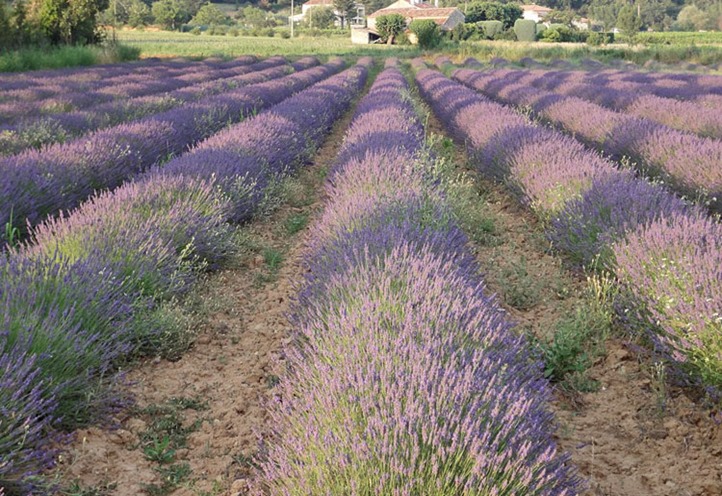 Lavendar View