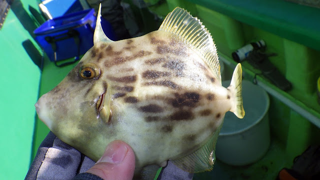 東京湾 カワハギ 浦安吉野屋