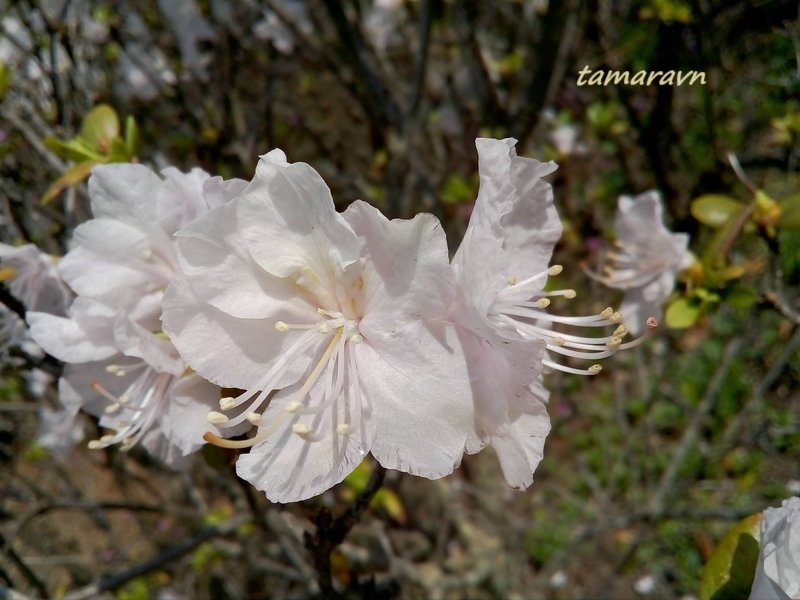 Рододендрон остроконечный (Rhododendron mucronulatum)