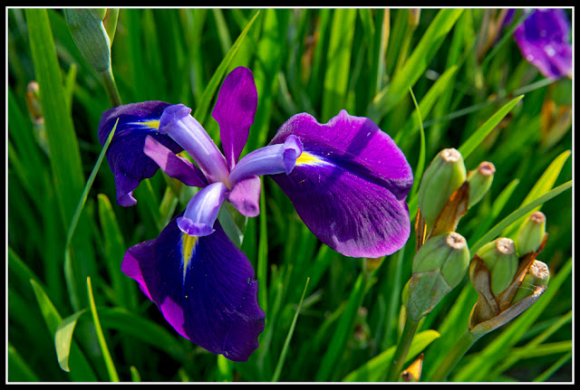 Flower; Nova Scotia