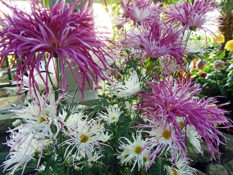 BoSt Notable Inklings: More Visions of Chrysanthemum Mums