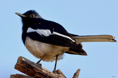 Oriental Magpie-Robin - male