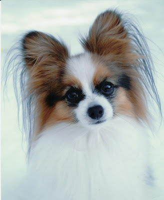 Papillon