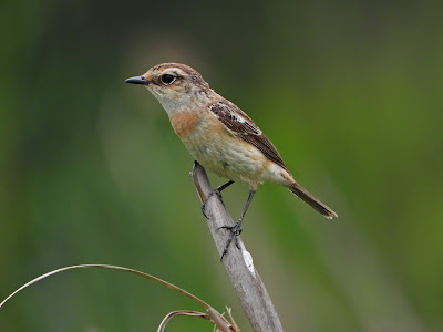 Amur Stonechat by the Xiang River