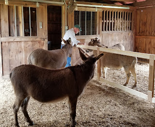 Four miniature donkeys and a man in a barn