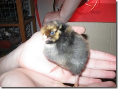 chicks names 12