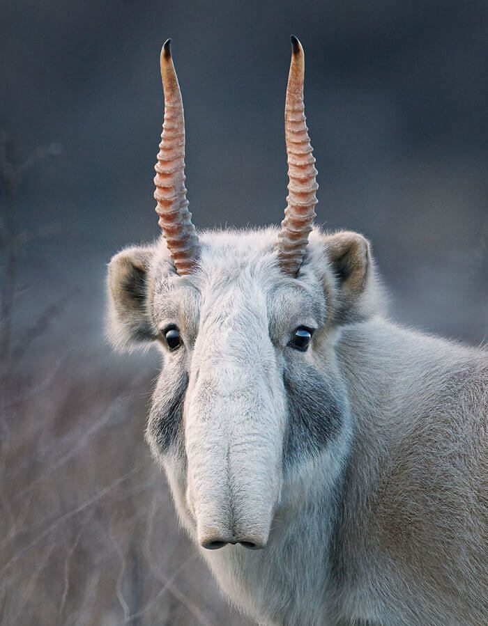 Photographer Spends Years Capturing Endangered Animals; The Extraordinary Photos Broke Our Hearts