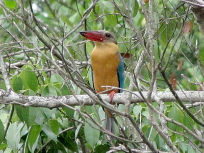 Stork-billed Kingfisher (Pelargopsis capensis)