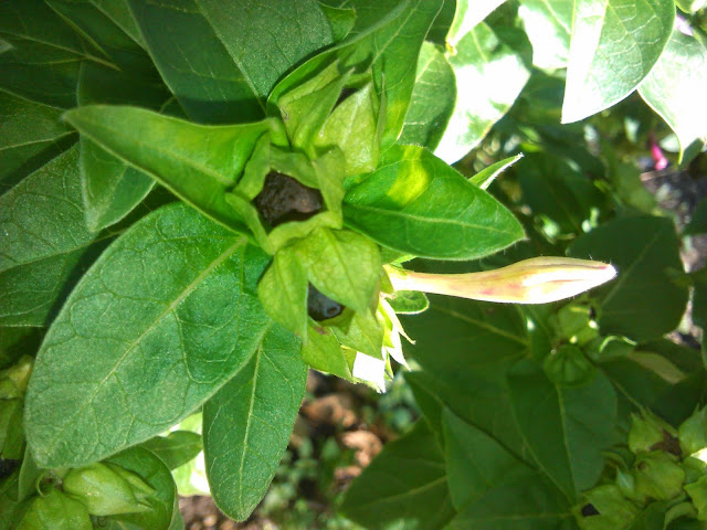 mirabilis jalapa