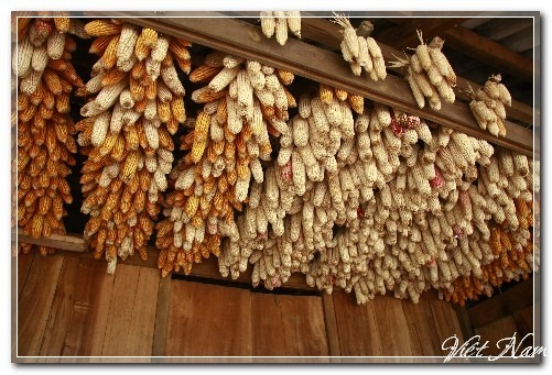 Tây Bắc ngày gặt