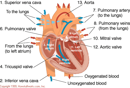 circulatory system heart. circulatory system heart