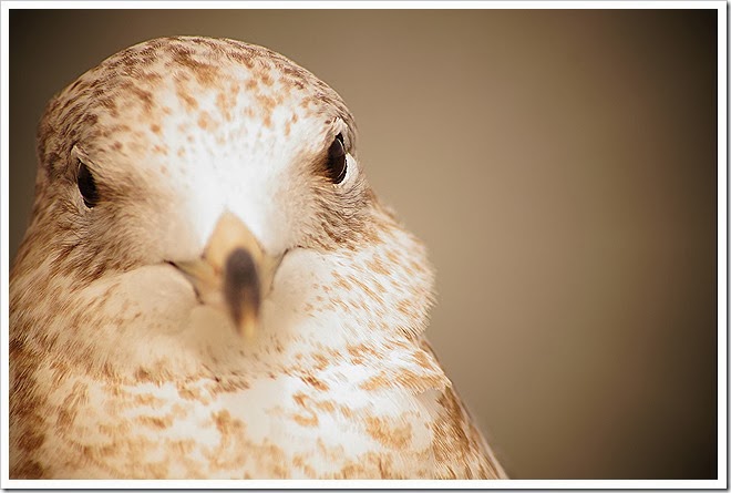 bird-free-pictures-1 (4)