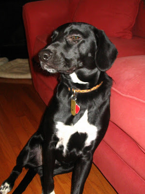 beagle lab mix. 8 month old lab/eagle mix