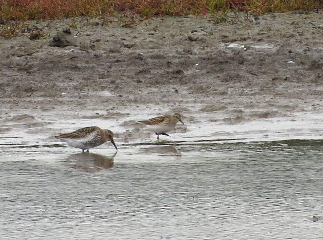 Least Sandpiper - Lodmoor RSPB, Dorset