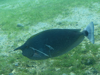 Naso brevirostris - Nasique pointillé