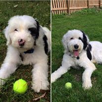 F1 Vs F1b Sheepadoodle Temperament Size Lifespan Adoption