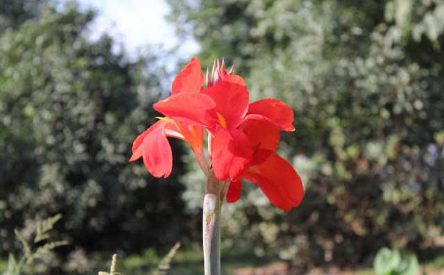 Canna Flowers Pictures