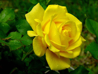 Yellow rose, Spring download free wallpapers for desktop