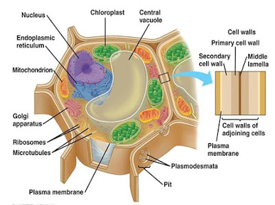 Struktur Sel tumbuhan