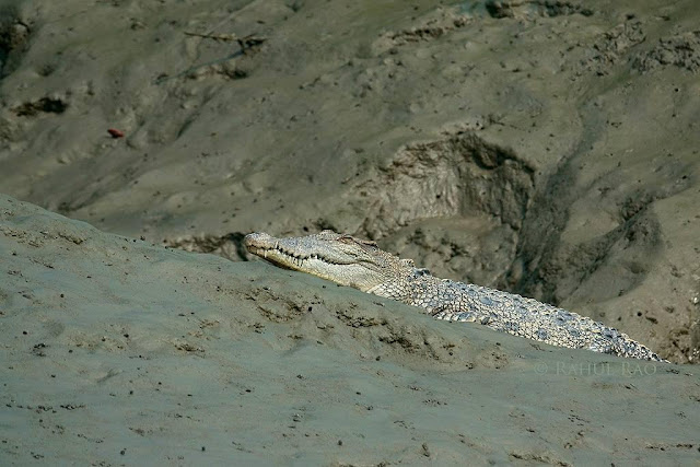 Estuarine croc, sunderbans