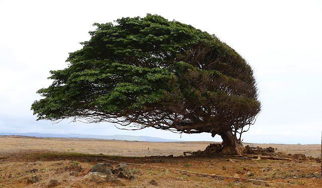 Forma de un árbol por acción del viento