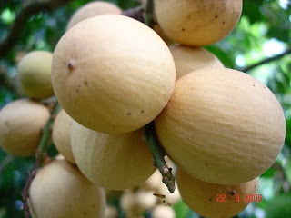 Budidaya Duku ( Lansium Domesticum Corr. )