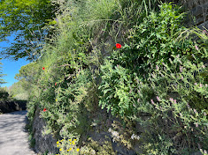 Poppies along Via Torni - Bergamo