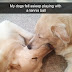 Hilarious Dog Snapchats (83 Pics)